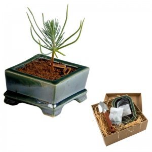 Bonsai-Bäumchen zum Selbstsäen