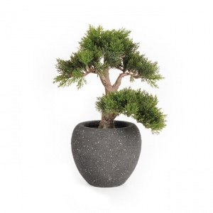 Bonsai Japanische Kiefer H 40 cm
