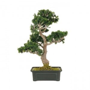 Bonsai Zeder H 75 cm