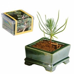 Bonsai im schönen Keramiktopf