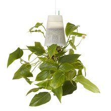 Boskke - Sky Planter Clear Small