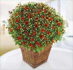 Bronzefarbene Chrysantheme im Korb-Übert
