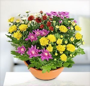 Bunter Chrysanthemen-Mix in Schale
