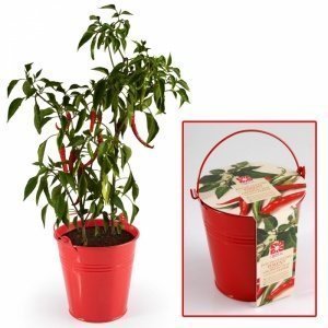 Chillischoten im Zink-Topf