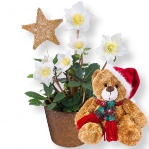 Christrose im Topf und Weihnachts-Teddy