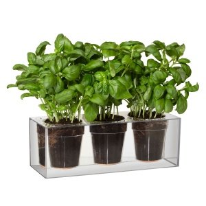 Cube - Der durchsichtige Blumentopf - Dr