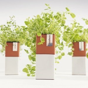 Cult Design Blumentopf selbstbewässernd