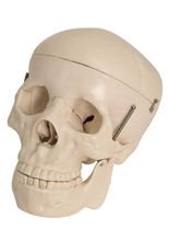 Deko Anatomie-Schädel