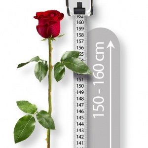 Die längste echte Rose der Welt