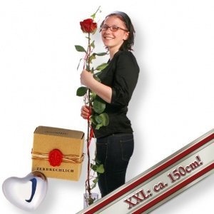 Die längste echte Rose der Welt und Klan