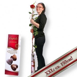 Die längste echte Rose der Welt und Pral