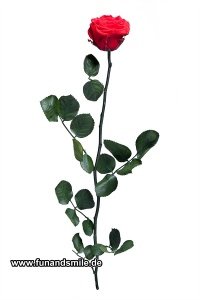 Die wunderschöne Rose für die Ewigkeit
