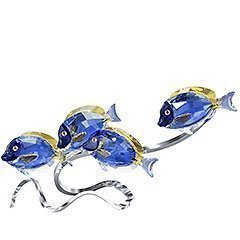 Doktorfische, Scuba Blue