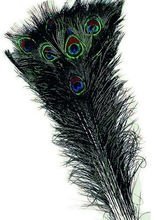 Echte Pfauenfeder grün-blau
