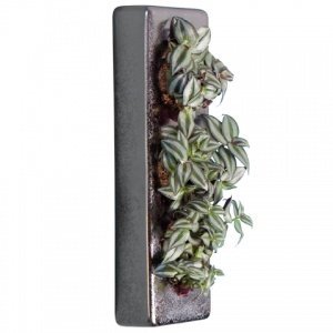 Echte Pflanzen als Wandbild