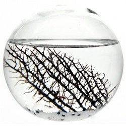 EcoSphere-Kugel 16 cm Natur - Aquarium