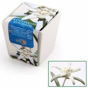 Edelweiß im Mini-Topf