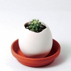 Eggling - Kräuter-Eier - Kaktus