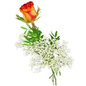 Einzelne gelb-rote Rose