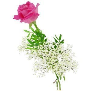 Einzelne pinkfarbene Rose