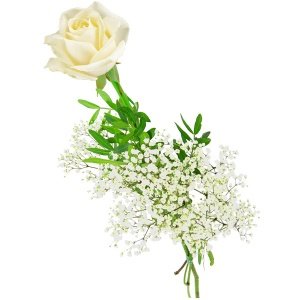 Einzelne weiße Rose