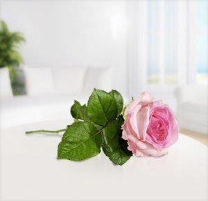 Einzelstielrose rosa