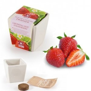 Erdbeere im Mini-Keramiktopf