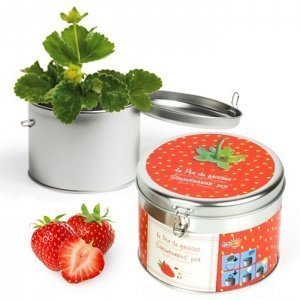 Erdbeere in Geschenkdose