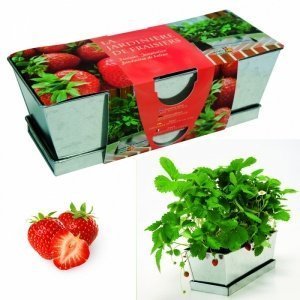 Erdbeeren im Zink Blumenkasten