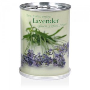 Extragifts Blumen in der Dose - Lavendel