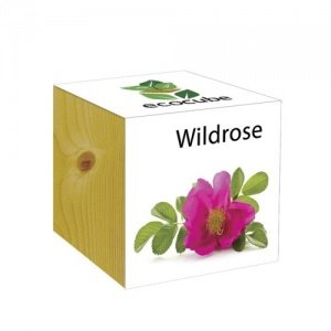 Extragifts ecocube Wildrose