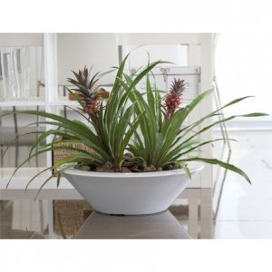 Fang Centro Pflanzentrog