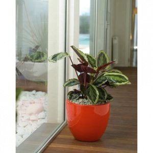 Fang lackiert Cuenco Pflanzentrog