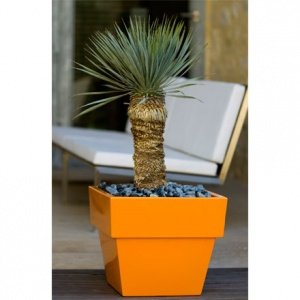 Fang lackiert Vaso Cuadrado Pflanzentrog