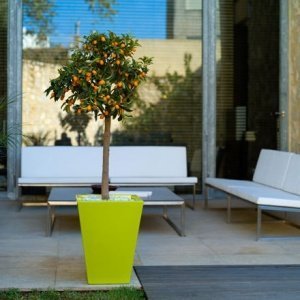 FOC Cono Cuadrado Pflanzentrog