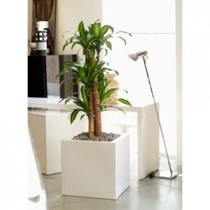 FOC Cubo Pflanzentrog