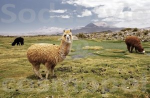 Fotodruck Parc National de Lauca von Dan