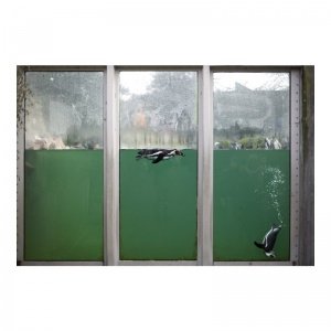 Fotodruck Pinguine von Simon Högsberg 