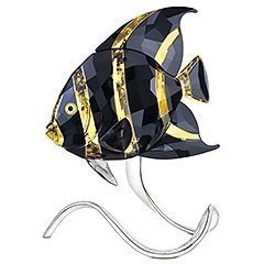 Franzosen Kaiserfisch, Jonquil Moroda