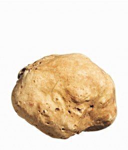 Frischer weißer Trüffel aus Alba - Tartu