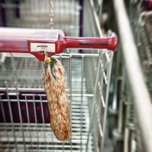 Fuchsschwanz Scooterboy