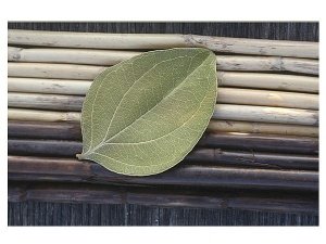 Fußmatte grünes Laubblatt