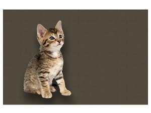 Fußmatte mit niedlichem Katzenmotiv