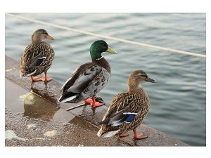 Fußmatte mit schönem Naturmotiv - 3 Ente