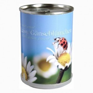 Gänseblümchen aus der Dose