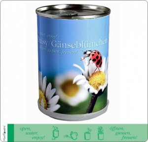 Gänseblümchen Daisy