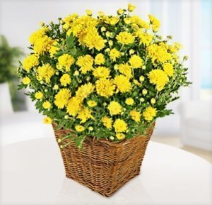 Gelbe Chrysantheme im Korb-Übertopf