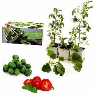 Gemüsesnacks in Keramiktöpfen