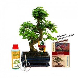 Geschenkset Bonsai "Ligustrum" - Chinesischer Liguster - ca. 8 Jahre alt - Anfänger-Set