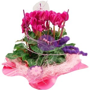 Geschenktopf Alpenveilchen pink